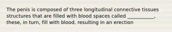 The penis is composed of three longitudinal connective tissues structures that are filled with blood spaces called ___________, these, in turn, fill with blood, resulting in an erection