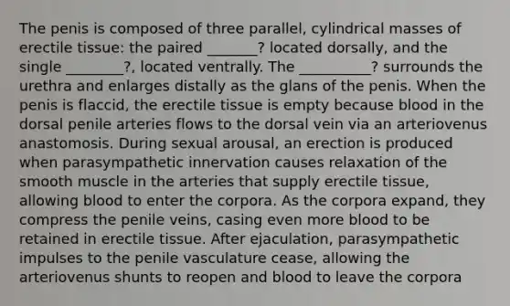 The penis is composed of three parallel, cylindrical masses of erectile tissue: the paired _______? located dorsally, and the single ________?, located ventrally. The __________? surrounds the urethra and enlarges distally as the glans of the penis. When the penis is flaccid, the erectile tissue is empty because blood in the dorsal penile arteries flows to the dorsal vein via an arteriovenus anastomosis. During sexual arousal, an erection is produced when parasympathetic innervation causes relaxation of the smooth muscle in the arteries that supply erectile tissue, allowing blood to enter the corpora. As the corpora expand, they compress the penile veins, casing even more blood to be retained in erectile tissue. After ejaculation, parasympathetic impulses to the penile vasculature cease, allowing the arteriovenus shunts to reopen and blood to leave the corpora