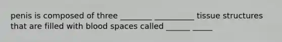 penis is composed of three ________ __________ tissue structures that are filled with blood spaces called ______ _____