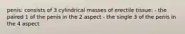 penis: consists of 3 cylindrical masses of erectile tissue: - the paired 1 of the penis in the 2 aspect - the single 3 of the penis in the 4 aspect