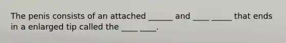 The penis consists of an attached ______ and ____ _____ that ends in a enlarged tip called the ____ ____.