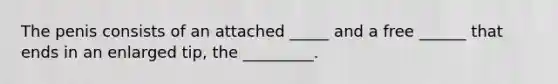 The penis consists of an attached _____ and a free ______ that ends in an enlarged tip, the _________.