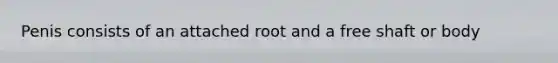 Penis consists of an attached root and a free shaft or body