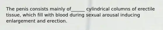 The penis consists mainly of______ cylindrical columns of erectile tissue, which fill with blood during sexual arousal inducing enlargement and erection.