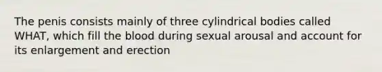 The penis consists mainly of three cylindrical bodies called WHAT, which fill the blood during sexual arousal and account for its enlargement and erection