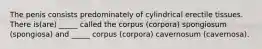 The penis consists predominately of cylindrical erectile tissues. There is(are) _____ called the corpus (corpora) spongiosum (spongiosa) and _____ corpus (corpora) cavernosum (cavernosa).