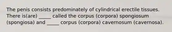 The penis consists predominately of cylindrical erectile tissues. There is(are) _____ called the corpus (corpora) spongiosum (spongiosa) and _____ corpus (corpora) cavernosum (cavernosa).