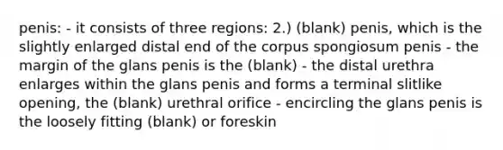 penis: - it consists of three regions: 2.) (blank) penis, which is the slightly enlarged distal end of the corpus spongiosum penis - the margin of the glans penis is the (blank) - the distal urethra enlarges within the glans penis and forms a terminal slitlike opening, the (blank) urethral orifice - encircling the glans penis is the loosely fitting (blank) or foreskin