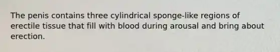 The penis contains three cylindrical sponge-like regions of erectile tissue that fill with blood during arousal and bring about erection.