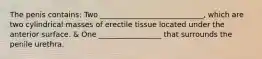 The penis contains: Two ____________________________, which are two cylindrical masses of erectile tissue located under the anterior surface. & One _________________ that surrounds the penile urethra.