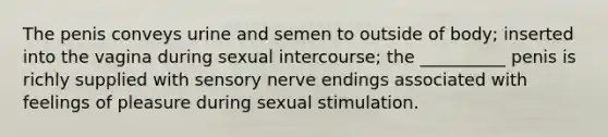 The penis conveys urine and semen to outside of body; inserted into the vagina during sexual intercourse; the __________ penis is richly supplied with sensory nerve endings associated with feelings of pleasure during sexual stimulation.