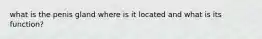 what is the penis gland where is it located and what is its function?