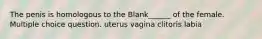 The penis is homologous to the Blank______ of the female. Multiple choice question. uterus vagina clitoris labia