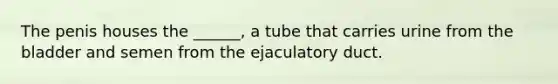 The penis houses the ______, a tube that carries urine from the bladder and semen from the ejaculatory duct.