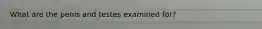 What are the penis and testes examined for?