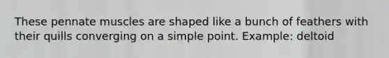 These pennate muscles are shaped like a bunch of feathers with their quills converging on a simple point. Example: deltoid