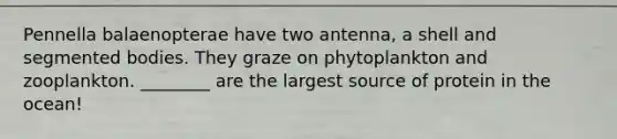 Pennella balaenopterae have two antenna, a shell and segmented bodies. They graze on phytoplankton and zooplankton. ________ are the largest source of protein in the ocean!