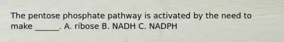 The pentose phosphate pathway is activated by the need to make ______. A. ribose B. NADH C. NADPH