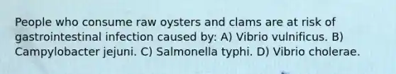 People who consume raw oysters and clams are at risk of gastrointestinal infection caused by: A) Vibrio vulnificus. B) Campylobacter jejuni. C) Salmonella typhi. D) Vibrio cholerae.