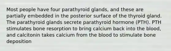 Most people have four parathyroid glands, and these are partially embedded in the posterior surface of the thyroid gland. The parathyroid glands secrete parathyroid hormone (PTH). PTH stimulates bone resorption to bring calcium back into the blood, and calcitonin takes calcium from the blood to stimulate bone deposition