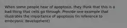 When some people hear of apoptosis, they think that this is a bad thing that cells go through. Provide one example that illustrates the importance of apoptosis (in reference to embryonic development)