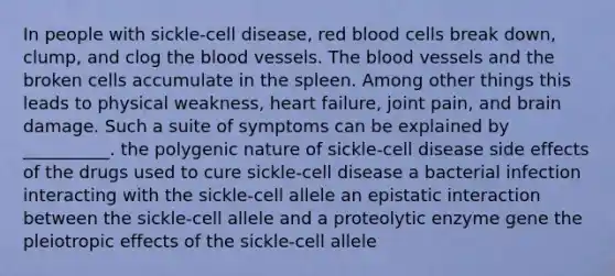 In people with sickle-cell disease, red blood cells break down, clump, and clog <a href='https://www.questionai.com/knowledge/k7oXMfj7lk-the-blood' class='anchor-knowledge'>the blood</a> vessels. The blood vessels and the broken cells accumulate in the spleen. Among other things this leads to physical weakness, heart failure, joint pain, and brain damage. Such a suite of symptoms can be explained by __________. the polygenic nature of sickle-cell disease side effects of the drugs used to cure sickle-cell disease a bacterial infection interacting with the sickle-cell allele an epistatic interaction between the sickle-cell allele and a proteolytic enzyme gene the pleiotropic effects of the sickle-cell allele