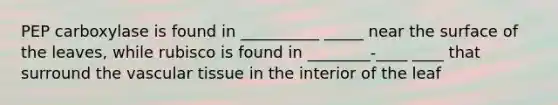 PEP carboxylase is found in __________ _____ near the surface of the leaves, while rubisco is found in ________-____ ____ that surround the vascular tissue in the interior of the leaf