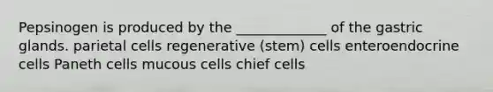 Pepsinogen is produced by the _____________ of the gastric glands. parietal cells regenerative (stem) cells enteroendocrine cells Paneth cells mucous cells chief cells