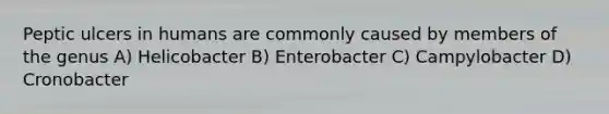 Peptic ulcers in humans are commonly caused by members of the genus A) Helicobacter B) Enterobacter C) Campylobacter D) Cronobacter