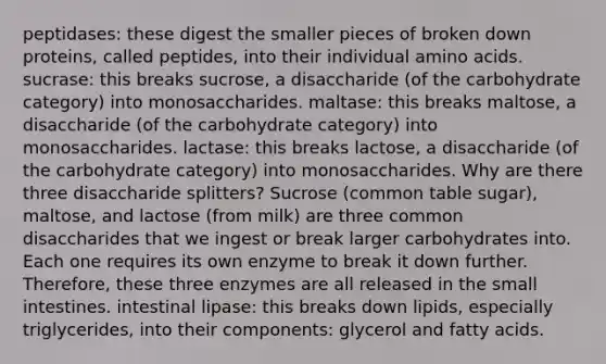 peptidases: these digest the smaller pieces of broken down proteins, called peptides, into their individual amino acids. sucrase: this breaks sucrose, a disaccharide (of the carbohydrate category) into monosaccharides. maltase: this breaks maltose, a disaccharide (of the carbohydrate category) into monosaccharides. lactase: this breaks lactose, a disaccharide (of the carbohydrate category) into monosaccharides. Why are there three disaccharide splitters? Sucrose (common table sugar), maltose, and lactose (from milk) are three common disaccharides that we ingest or break larger carbohydrates into. Each one requires its own enzyme to break it down further. Therefore, these three enzymes are all released in the small intestines. intestinal lipase: this breaks down lipids, especially triglycerides, into their components: glycerol and fatty acids.