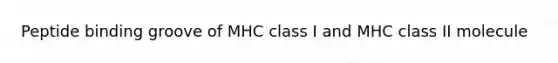 Peptide binding groove of MHC class I and MHC class II molecule