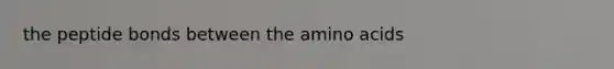 the peptide bonds between the <a href='https://www.questionai.com/knowledge/k9gb720LCl-amino-acids' class='anchor-knowledge'>amino acids</a>