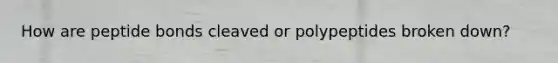 How are peptide bonds cleaved or polypeptides broken down?
