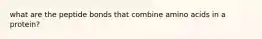 what are the peptide bonds that combine amino acids in a protein?
