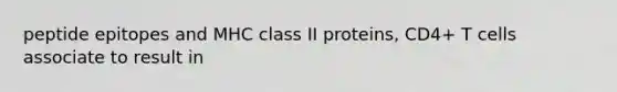 peptide epitopes and MHC class II proteins, CD4+ T cells associate to result in