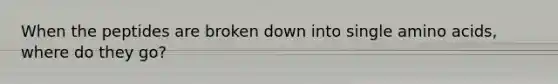 When the peptides are broken down into single amino acids, where do they go?