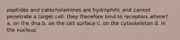 peptides and catecholamines are hydrophilic and cannot penetrate a target cell. they therefore bind to receptors where? a. on the dna b. on the cell surface c. on the cytoskeleton d. in the nucleus