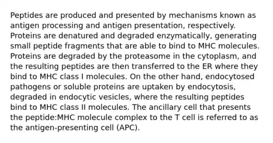 Peptides are produced and presented by mechanisms known as antigen processing and antigen presentation, respectively. Proteins are denatured and degraded enzymatically, generating small peptide fragments that are able to bind to MHC molecules. Proteins are degraded by the proteasome in the cytoplasm, and the resulting peptides are then transferred to the ER where they bind to MHC class I molecules. On the other hand, endocytosed pathogens or soluble proteins are uptaken by endocytosis, degraded in endocytic vesicles, where the resulting peptides bind to MHC class II molecules. The ancillary cell that presents the peptide:MHC molecule complex to the T cell is referred to as the antigen-presenting cell (APC).