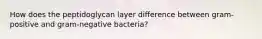 How does the peptidoglycan layer difference between gram-positive and gram-negative bacteria?