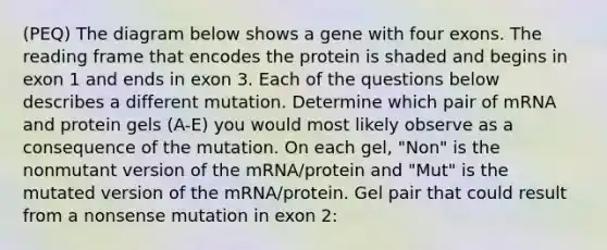 (PEQ) The diagram below shows a gene with four exons. The reading frame that encodes the protein is shaded and begins in exon 1 and ends in exon 3. Each of the questions below describes a different mutation. Determine which pair of mRNA and protein gels (A-E) you would most likely observe as a consequence of the mutation. On each gel, "Non" is the nonmutant version of the mRNA/protein and "Mut" is the mutated version of the mRNA/protein. Gel pair that could result from a nonsense mutation in exon 2: