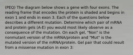 (PEQ) The diagram below shows a gene with four exons. The reading frame that encodes the protein is shaded and begins in exon 1 and ends in exon 3. Each of the questions below describes a different mutation. Determine which pair of mRNA and protein gels (A-E) you would most likely observe as a consequence of the mutation. On each gel, "Non" is the nonmutant version of the mRNA/protein and "Mut" is the mutated version of the mRNA/protein. Gel pair that could result from a missense mutation in exon 3: