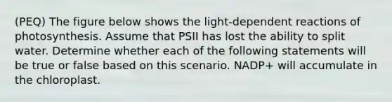 (PEQ) The figure below shows the light-dependent reactions of photosynthesis. Assume that PSII has lost the ability to split water. Determine whether each of the following statements will be true or false based on this scenario. NADP+ will accumulate in the chloroplast.