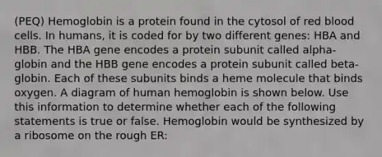 (PEQ) Hemoglobin is a protein found in the cytosol of red blood cells. In humans, it is coded for by two different genes: HBA and HBB. The HBA gene encodes a protein subunit called alpha-globin and the HBB gene encodes a protein subunit called beta-globin. Each of these subunits binds a heme molecule that binds oxygen. A diagram of human hemoglobin is shown below. Use this information to determine whether each of the following statements is true or false. Hemoglobin would be synthesized by a ribosome on the rough ER: