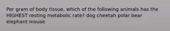 Per gram of body tissue, which of the following animals has the HIGHEST resting metabolic rate? dog cheetah polar bear elephant mouse