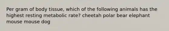 Per gram of body tissue, which of the following animals has the highest resting metabolic rate? cheetah polar bear elephant mouse mouse dog