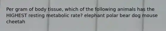 Per gram of body tissue, which of the following animals has the HIGHEST resting metabolic rate? elephant polar bear dog mouse cheetah