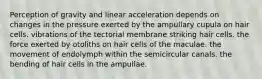 Perception of gravity and linear acceleration depends on changes in the pressure exerted by the ampullary cupula on hair cells. vibrations of the tectorial membrane striking hair cells. the force exerted by otoliths on hair cells of the maculae. the movement of endolymph within the semicircular canals. the bending of hair cells in the ampullae.