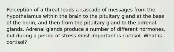 Perception of a threat leads a cascade of messages from the hypothalamus within the brain to the pituitary gland at the base of the brain, and then from the pituitary gland to the adrenal glands. Adrenal glands produce a number of different hormones, but during a period of stress most important is cortisol. What is cortisol?