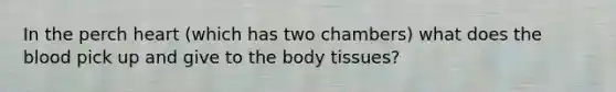 In the perch heart (which has two chambers) what does the blood pick up and give to the body tissues?