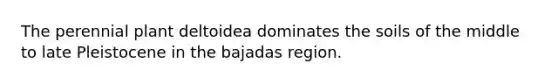 The perennial plant deltoidea dominates the soils of the middle to late Pleistocene in the bajadas region.